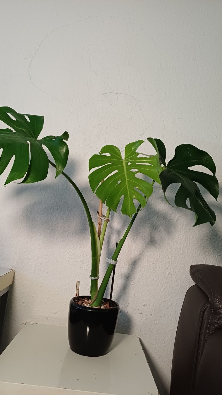 Plantes & graines: Monstera Deliciosa – D'occasion à Bern par uwi_8t7x