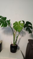 Monstera Deliciosa