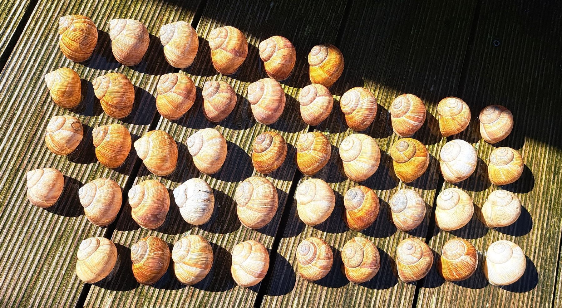 Alle Dekorationen: 45 echte,grosse Weinbergschneckenhäuser. – Gebraucht aus Ebnat-Kappel von Zurk 4