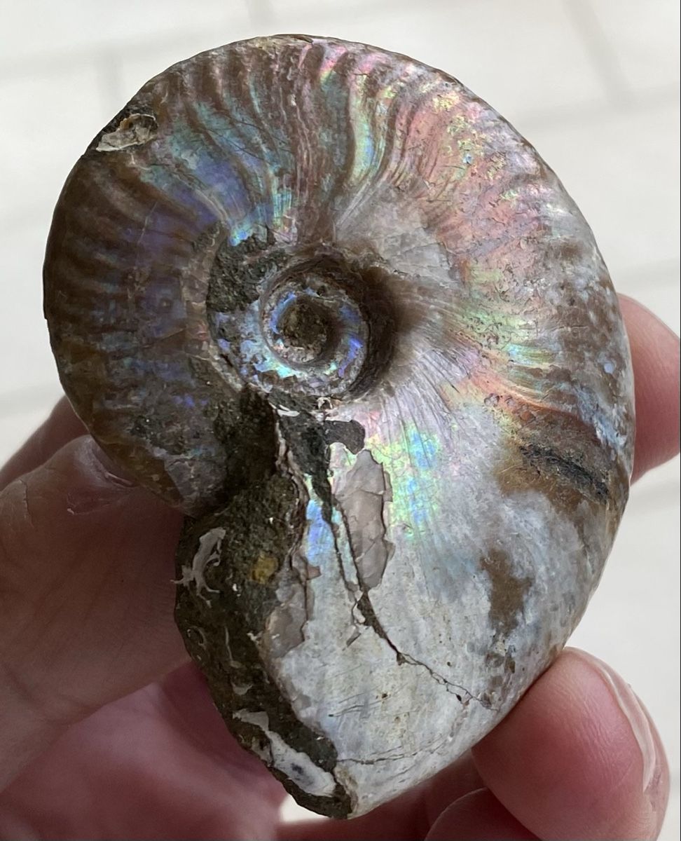Fossili: Top sehr schöner Ammonit  – Usato da Selzach venduto da 321compac 7