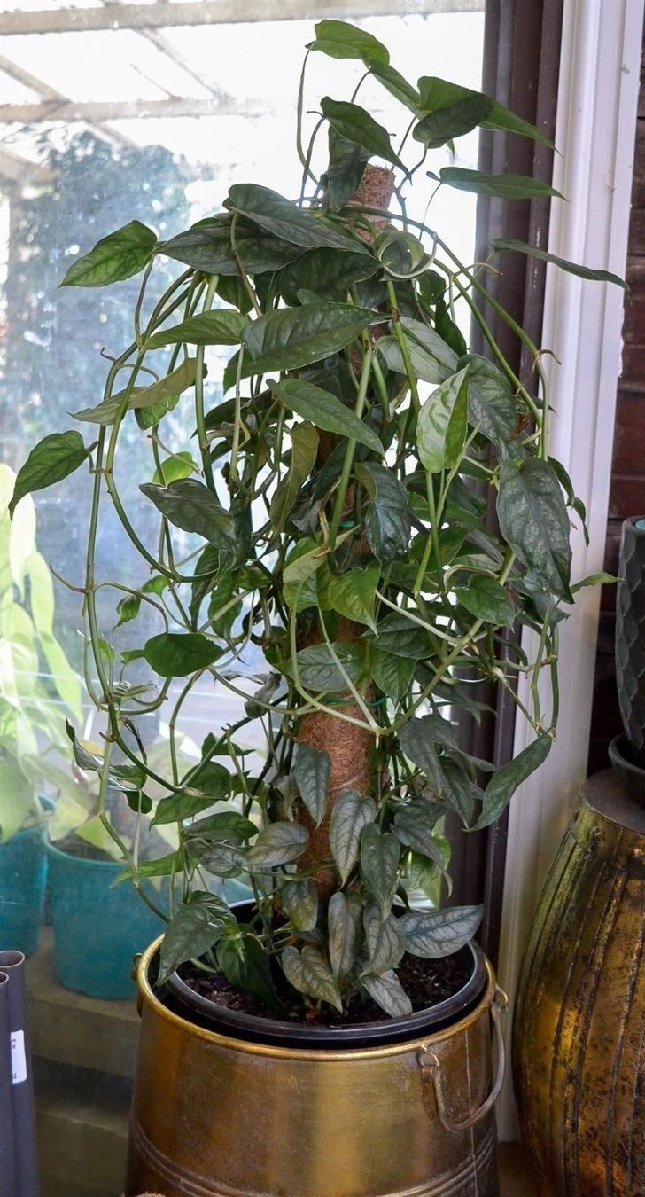 Piante & sementi: Monstera Siltepecana, bewurzelter Steckling – Usato da Winterthur venduto da Aniger 5