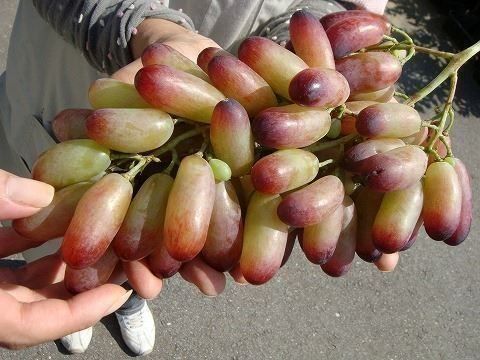 Piante & sementi: Vigne de collection MANICURE FINGER – Nuovo (secondo la descrizione) da Bremblens venduto da FIBONACCI369 1