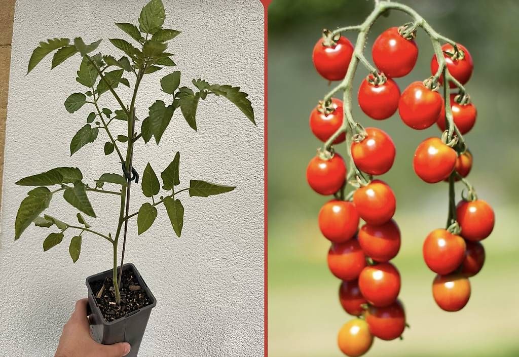 Piante & sementi: Pied tomate cerise - planton  – Usato da Essertines-Yverdon venduto da clemesitpa