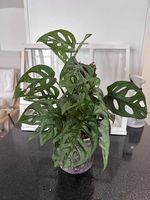 Monsters adansonii