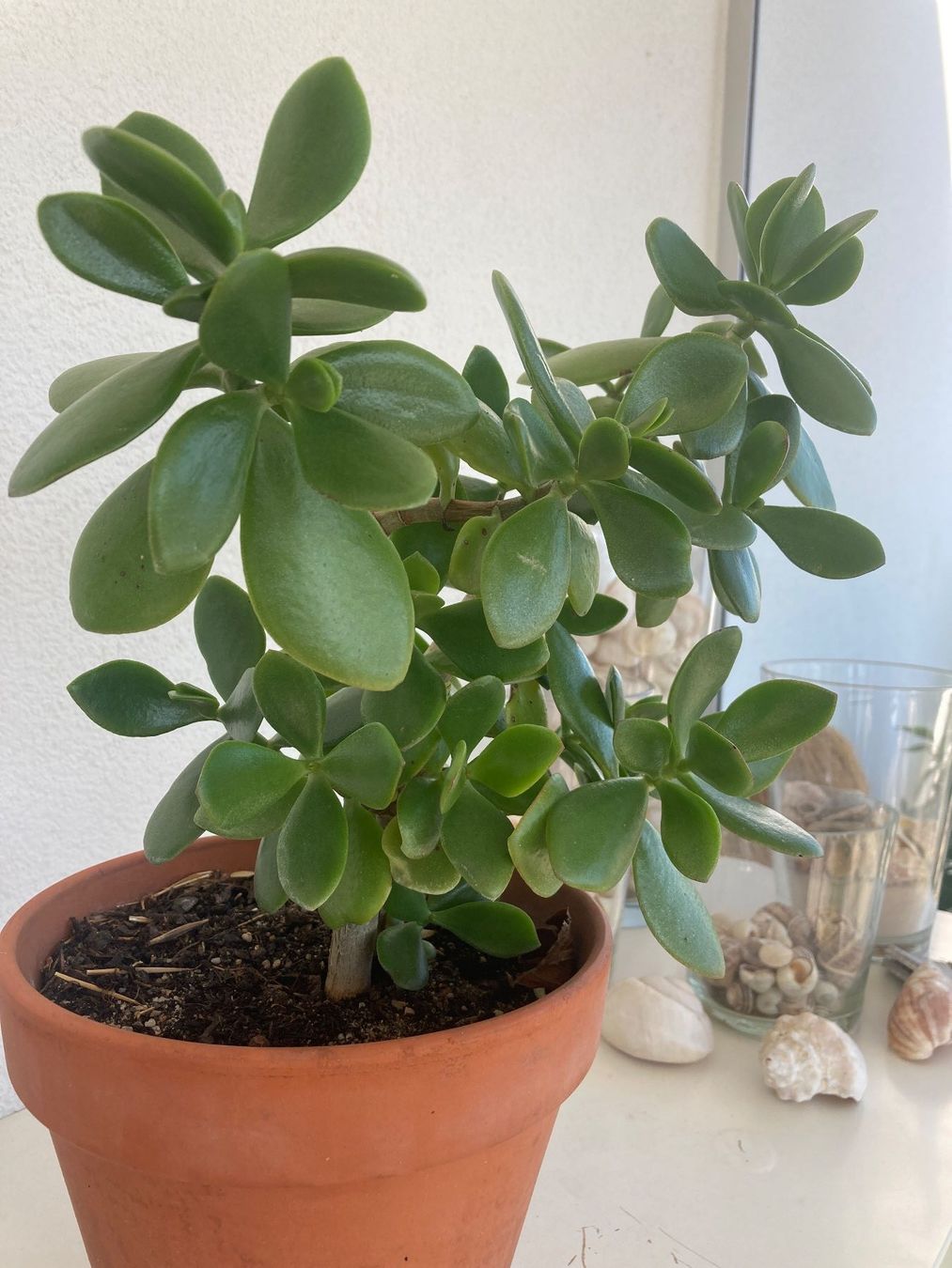 Pflanzen & Samen: Crassula / Geldbaum – Neu (gemäss Beschreibung) aus Zollikofen von gamel01 1