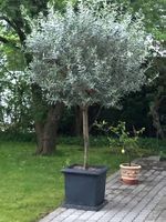 Olivenbaum in Kübel