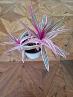 Tradescantia (Dreimasterblume)