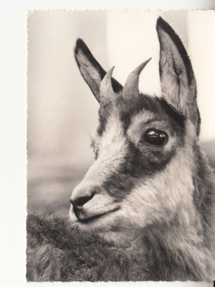 Cartoline postali: Bern Dählhölzli Gemse 1962 – Usato da Bürglen TG venduto da StampGraf