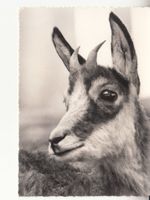 Bern Dählhölzli Gemse 1962