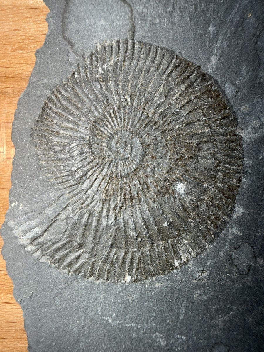 Fossili: Versteinerter Ammoniten-Abdruck – Usato da Grenchen venduto da Bastet007 3