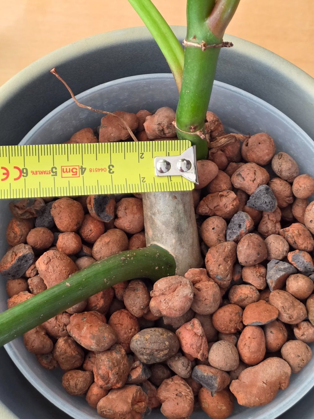 Piante & sementi: 🌿 Philodendron Domesticum – Usato da BERN venduto da kre_tb2n 6