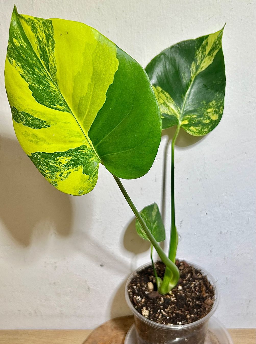 philodendron malay Philodendron 'Malay Gold' €14.99