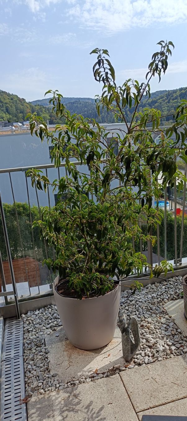 Piante & sementi: Portugischer Lorbeerbaum mit Topf – Usato da Winterthur venduto da ninoemi01 1