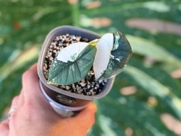 Alocasia Platinum Albo Variegata