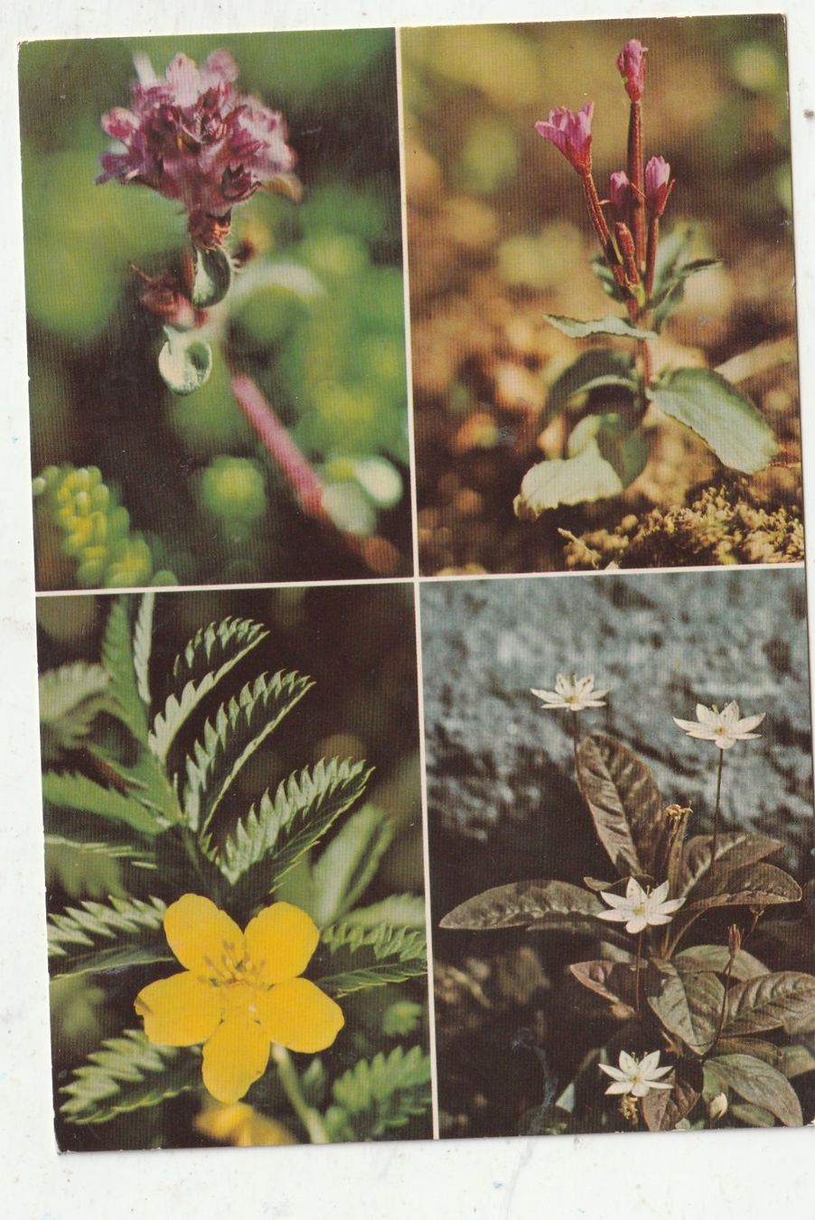 Cartoline postali: 10 Schöne Blumenkarten – Usato da Lumbrein venduto da made02 5