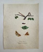 Schmetterling Buch lose Orig. Aquarell/Gouache 19.h  32x24cm