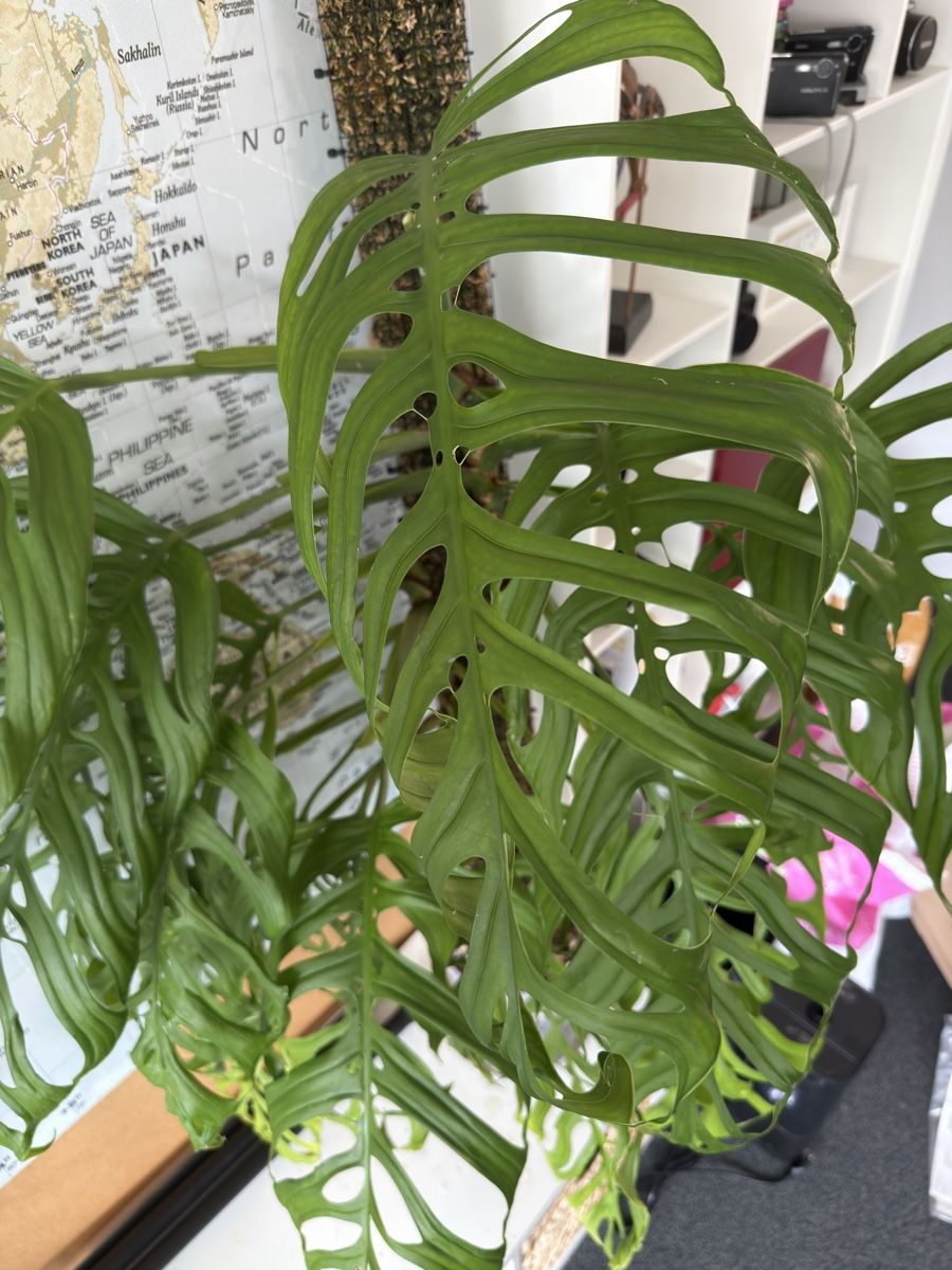 Piante & sementi: Monstera Epipremnoides (Esqueleto) – Usato da Morlon venduto da lucius.greenery 5