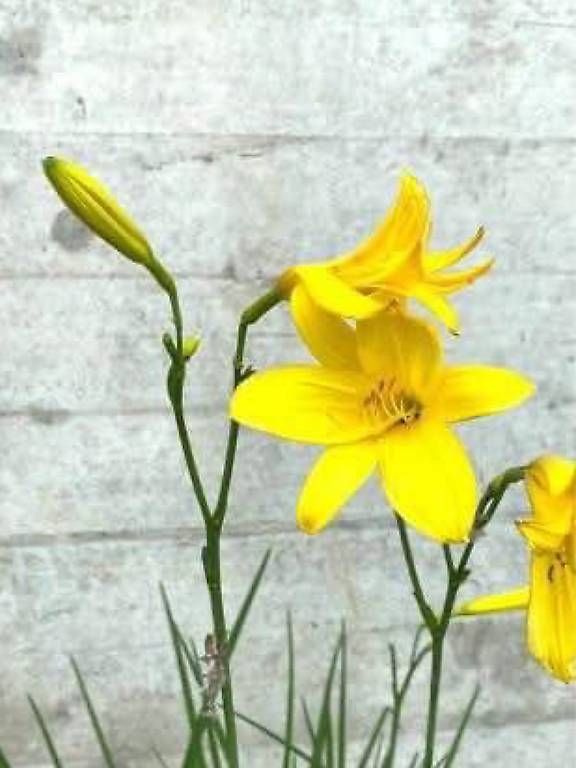 Piante & sementi: gelbe Taglilie – Usato da Frauenfeld venduto da Irene.Schuppli 1