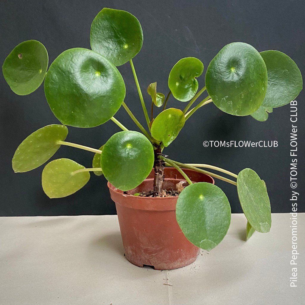 Piante & sementi: Pilea Peperomioides - 100% Bio-Anzucht – Nuovo e nell'imballaggio originale da Adliswil venduto da astom369 7