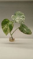 Monstera Deliciosa Albo Variegata