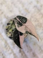 Alocasia Chantrieri Pink Variegata
