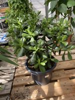 Geldbaum Crassula Ovata Zimmerpflanze im Topf gesund