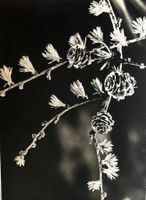Benedikt Rast, Fribourg, Lärchenschmuck