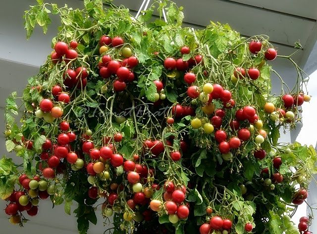 Piante & sementi: 50 Samen Tomate GARTENPERLE – Nuovo (secondo la descrizione) da Ehrendingen venduto da VerveinaSamen 1