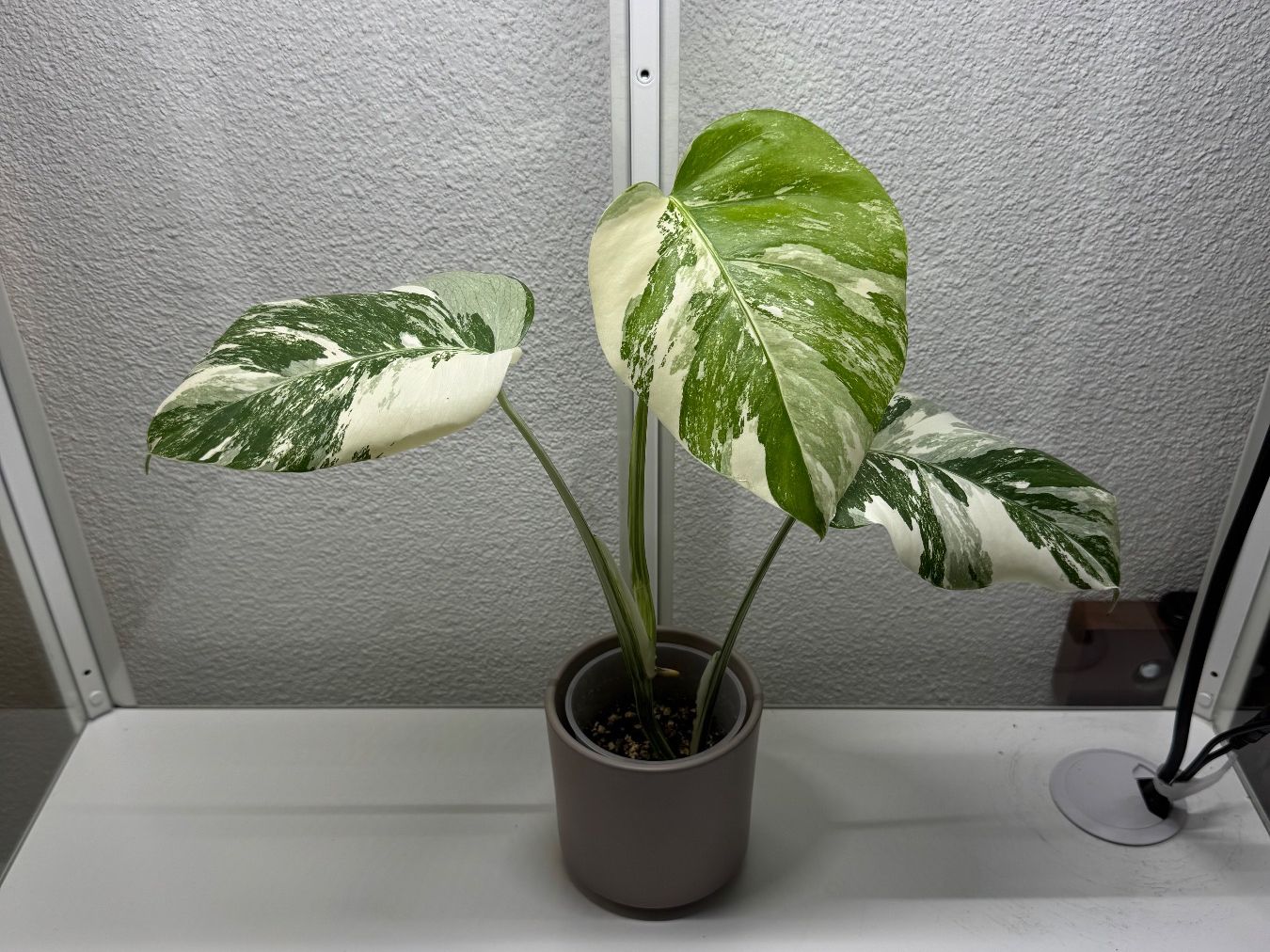 Pflanzen & Samen: Monstera Albo Ableger – Gebraucht aus Goldau von pflanzly