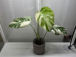 Monstera Albo Ableger