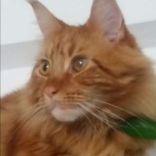 Profile image of RafRafBruna