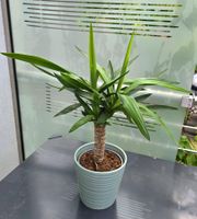 Yucca Palme Zimmerpflanze mit Topf 🏡💚🪴
