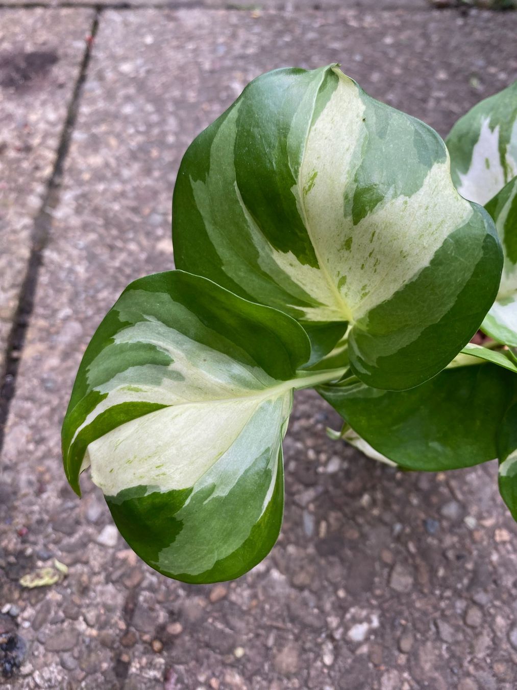 Pflanzen & Samen: Epipremnum Manjula, bewurzelter Steckling – Neu (gemäss Beschreibung) aus Winterthur von Aniger