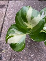 Epipremnum Manjula, bewurzelter Steckling