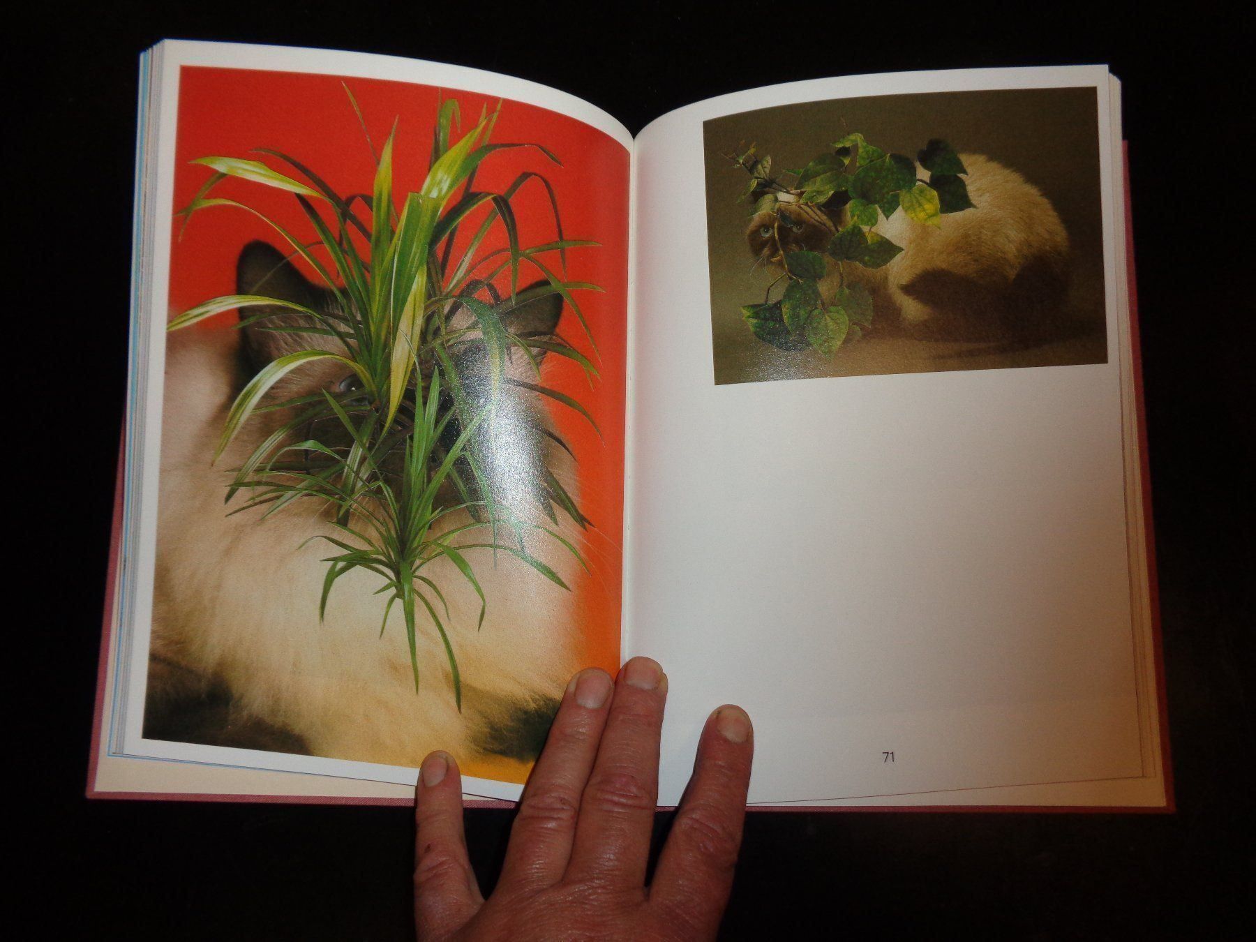 Libri: CATS and Plants Stephen Eichhorn – Usato da Welschenrohr venduto da Regool 2