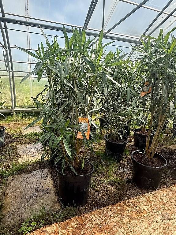 Piante & sementi: 140 cm  OLEANDER ROJO C30-15L – Nuovo (secondo la descrizione) da Zuckenriet venduto da Thur_Plant 3