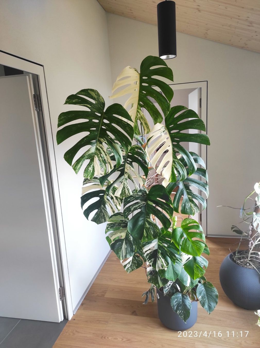 velvet philodendron BubbleBlooms Philodendron Micans in a 6 inch Pot Philo hederaceum Swee –  Florida House Plants