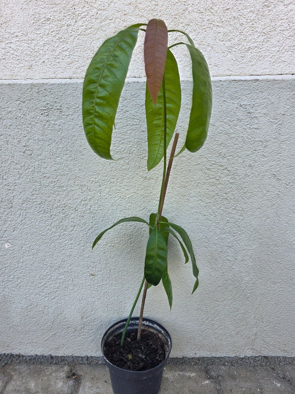 Piante & sementi: Mango Baum Sämling – Nuovo (secondo la descrizione) da Thalheim venduto da silvara01 1