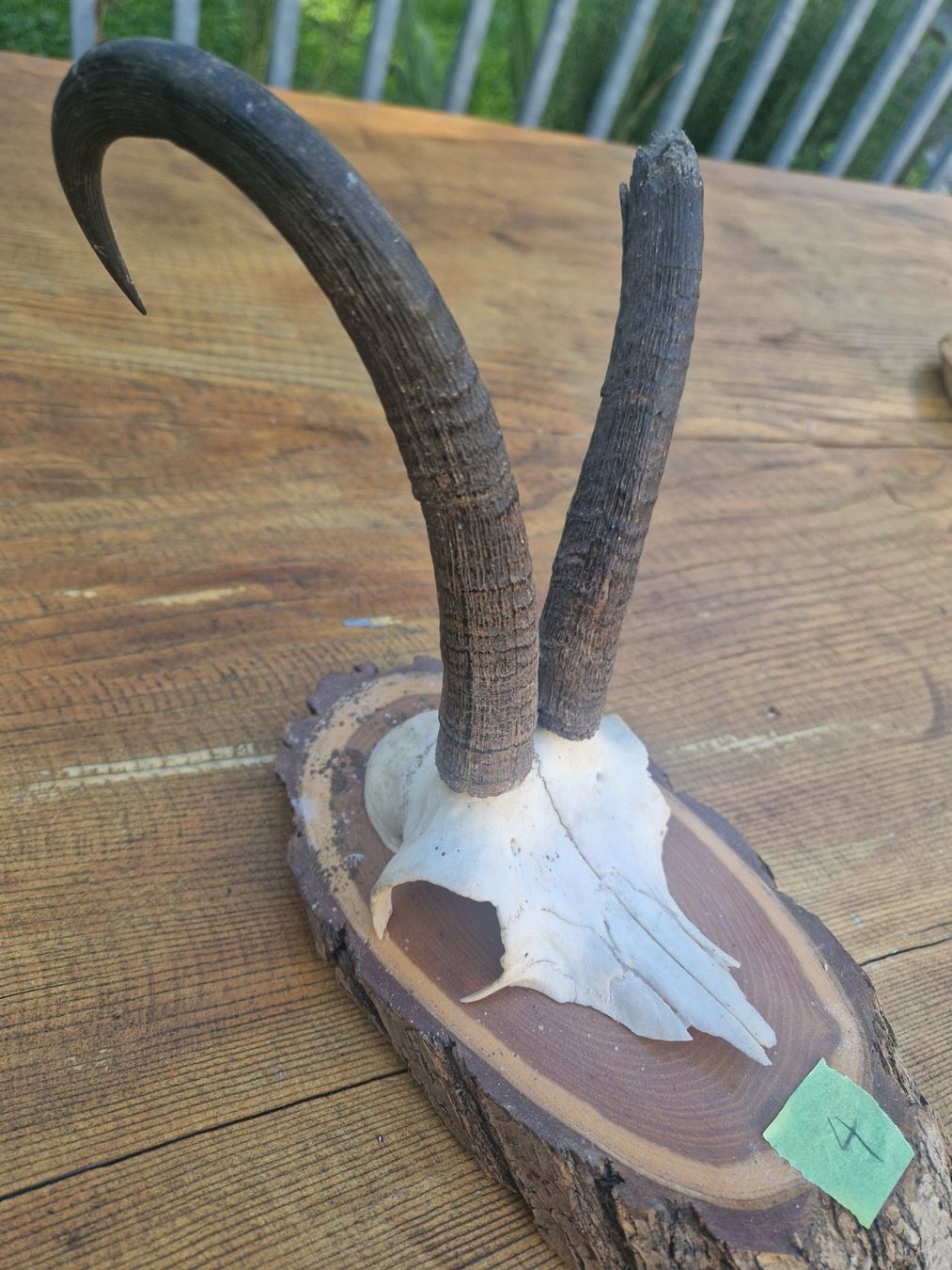Sonstiges zum Sammeln & Seltenes: Gamsbock – Gebraucht aus Wetzikon ZH von Hella73