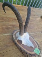 Gamsbock