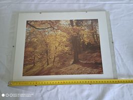 Herbstliche Waldlichtung: Bild Druck/Kunstdruck 🖼️ 45x30cm