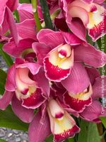 Cymbidium Burgundy - Hybride Orchidee mit grossen Blüten