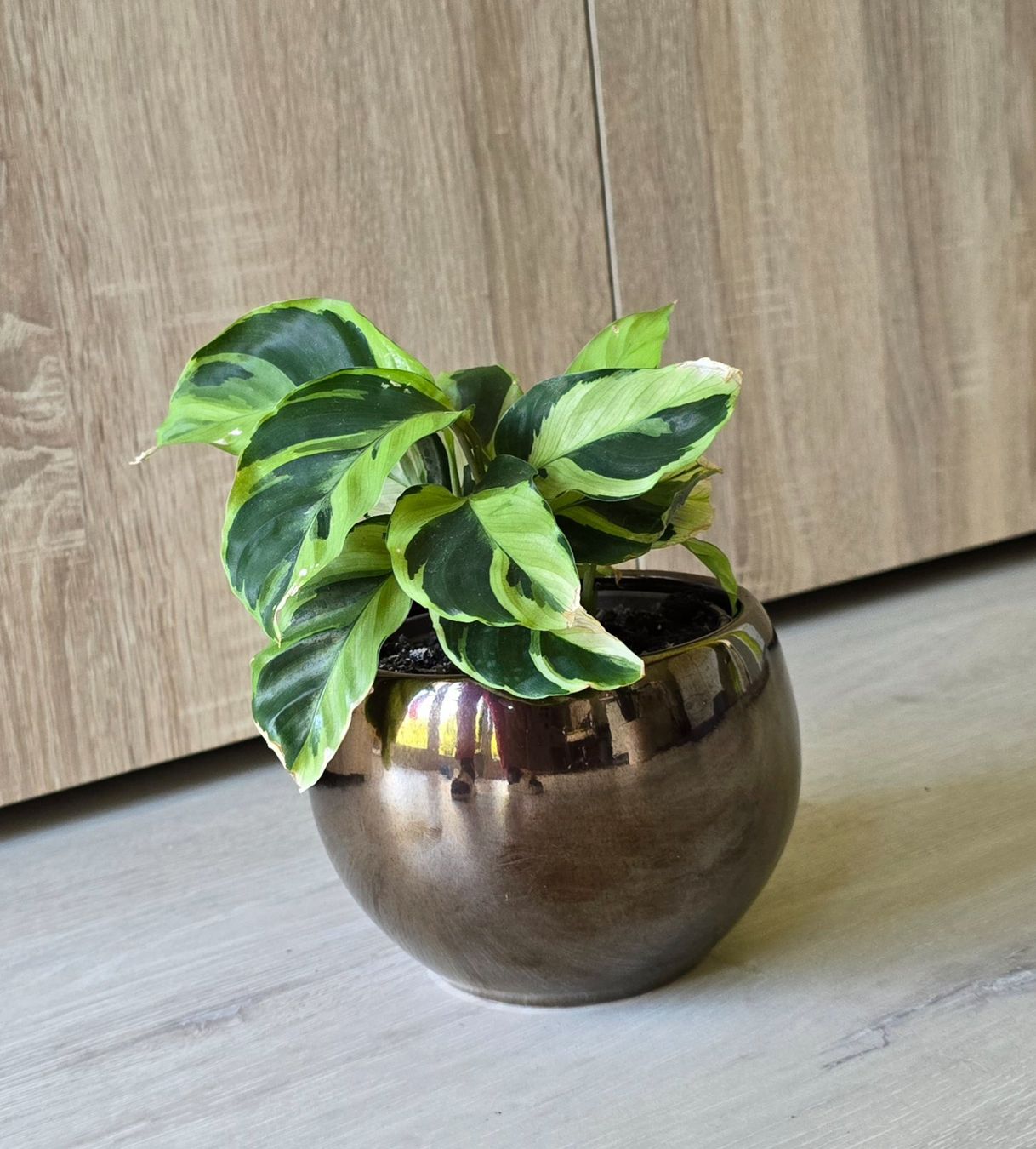 Piante & sementi: Calathea Yellow Fusion mit Topf – Nuovo (secondo la descrizione) da Aarburg venduto da Glitzerschein 1