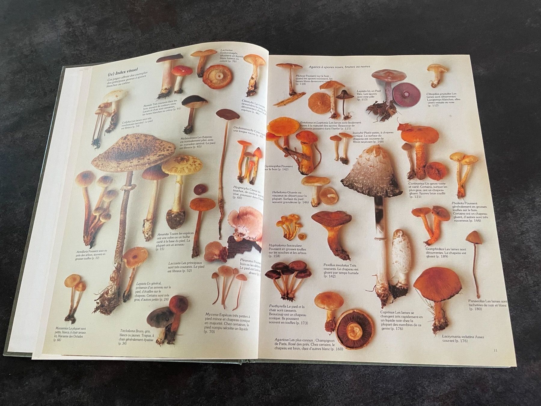 Bücher: Livre Les Champignons Roger Phillips – Gebraucht aus Vallamand von Bricbracbroc82 5