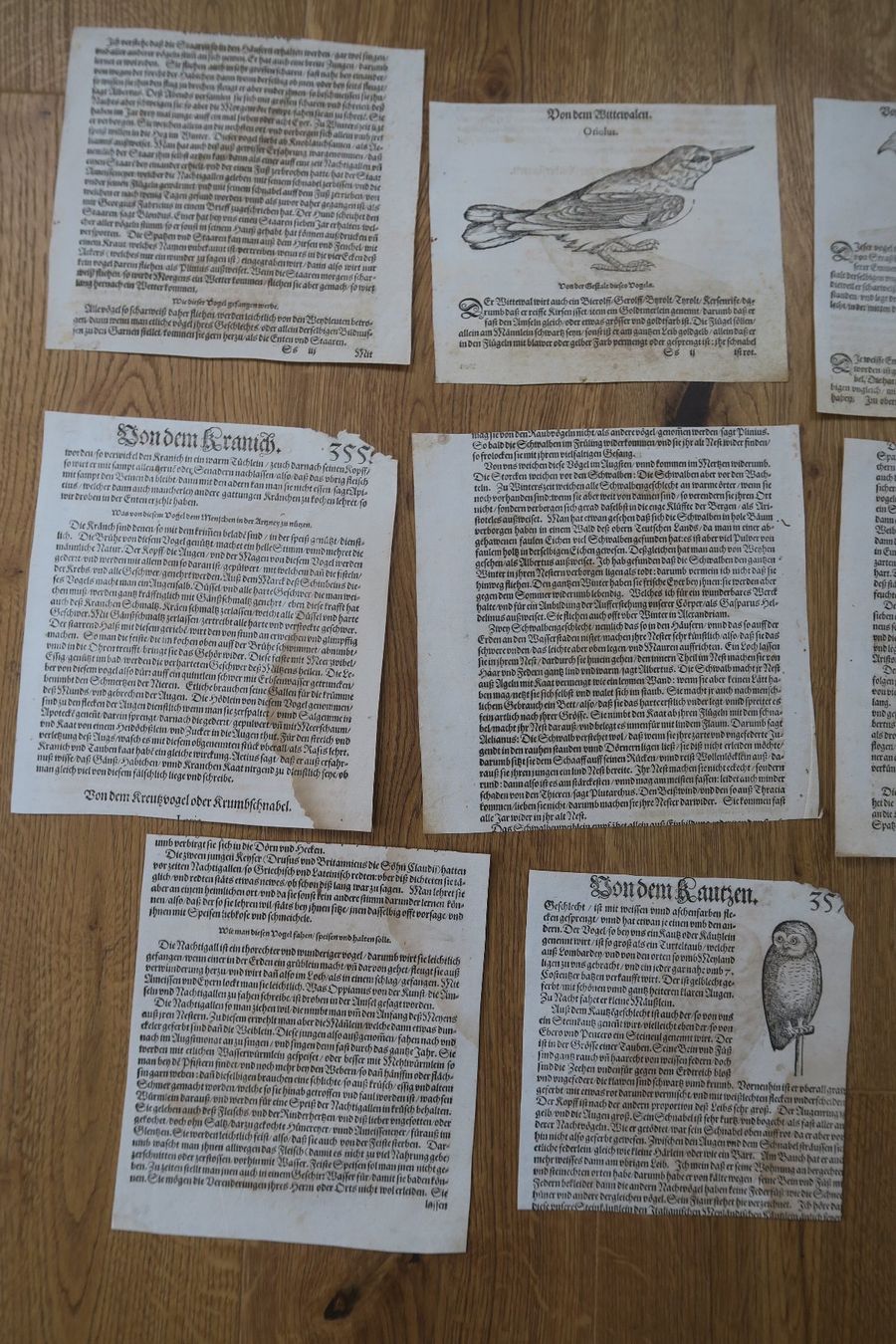 Xilografie: Conrad Gessner 1563 originale Buchseiten – Difettoso da Wädenswil venduto da Turusukko 5