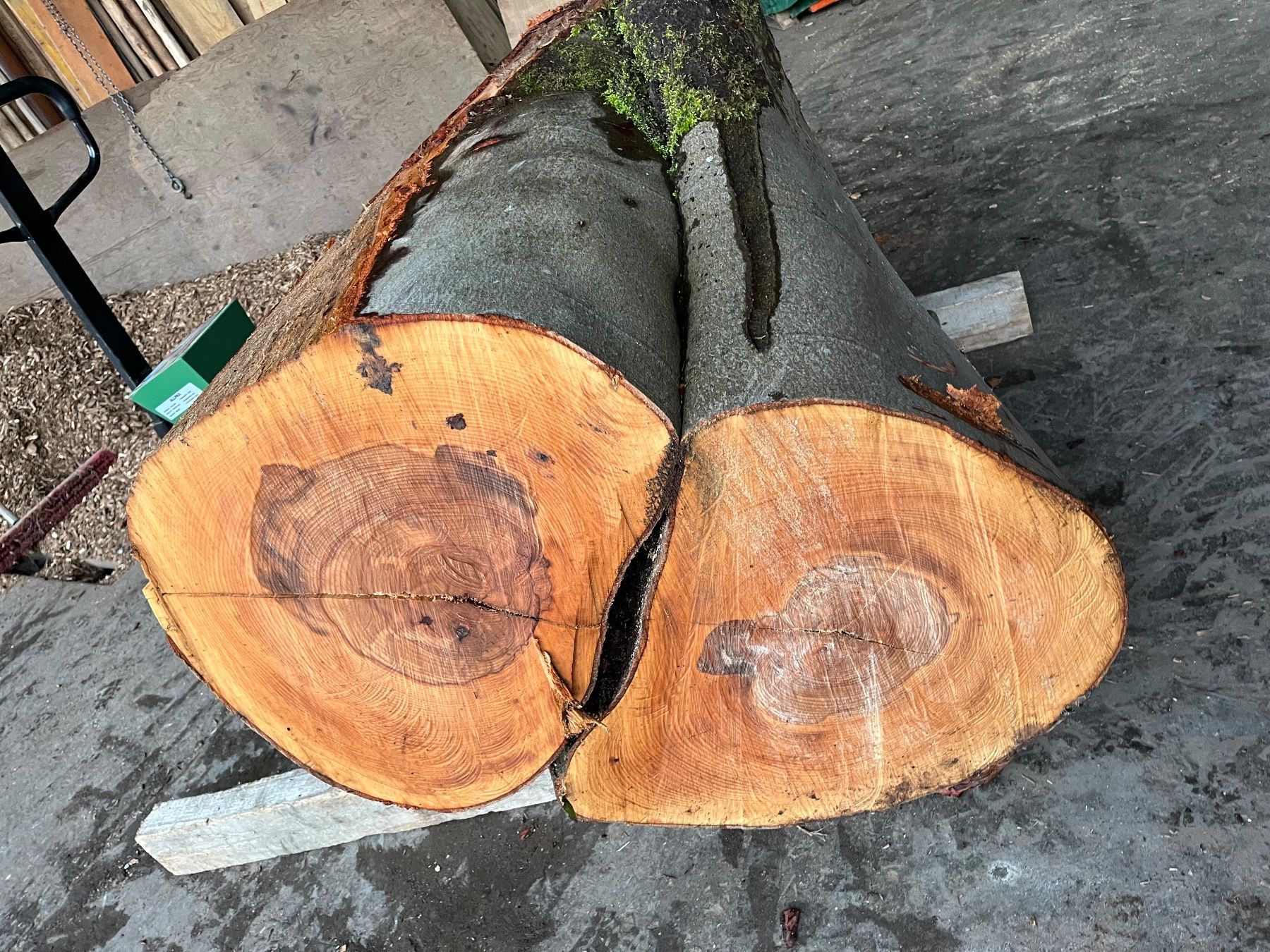 Articles en bois: Buchenklotz,Astgabel, Dekoration – Neuf (Voir description) à Nürensdorf par Peterhakab