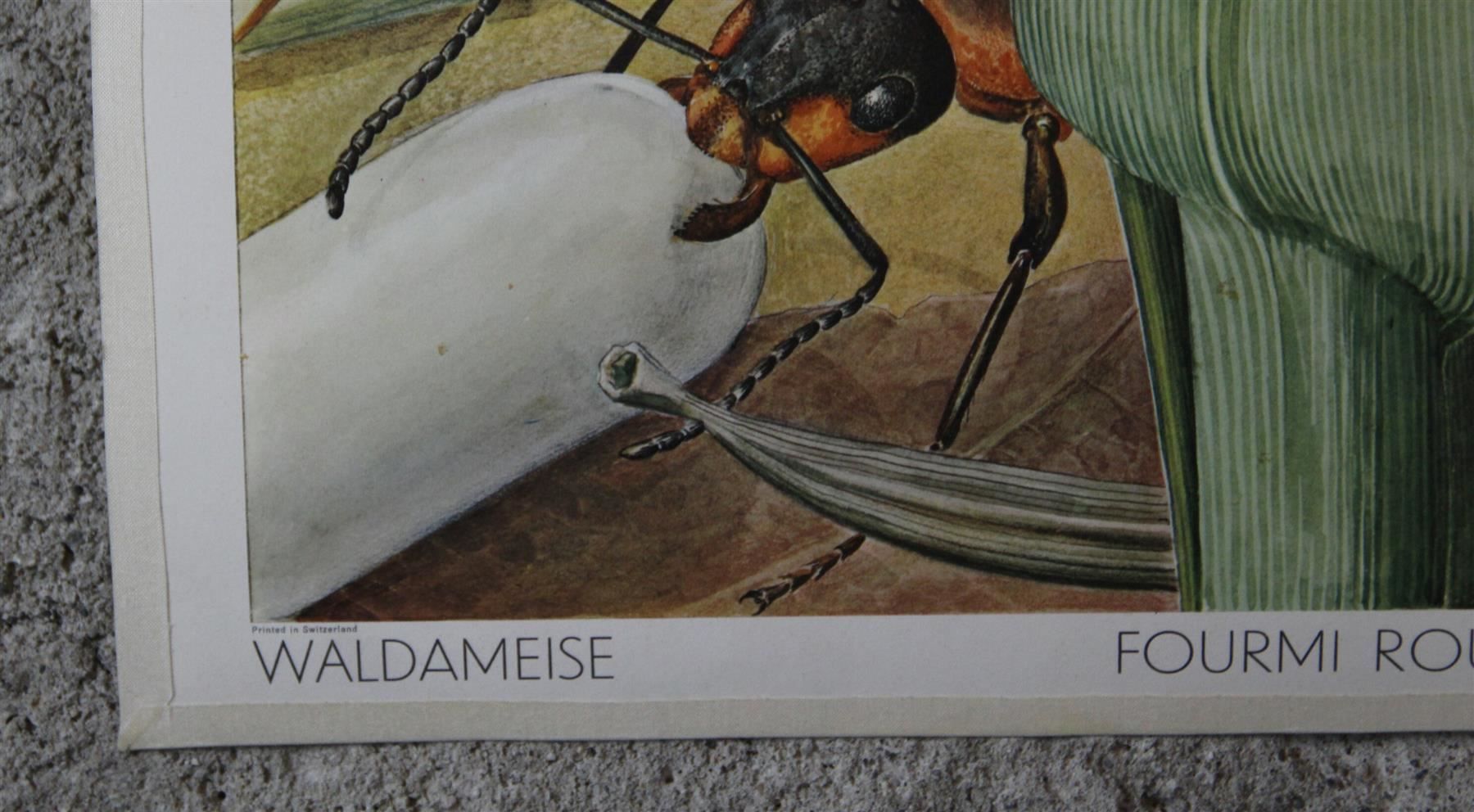 Poster & Bilder: Schulwandbild "Ameisen" H. Schwarzenbach – Gebraucht aus Birrwil von brandschatz_birrwil 2
