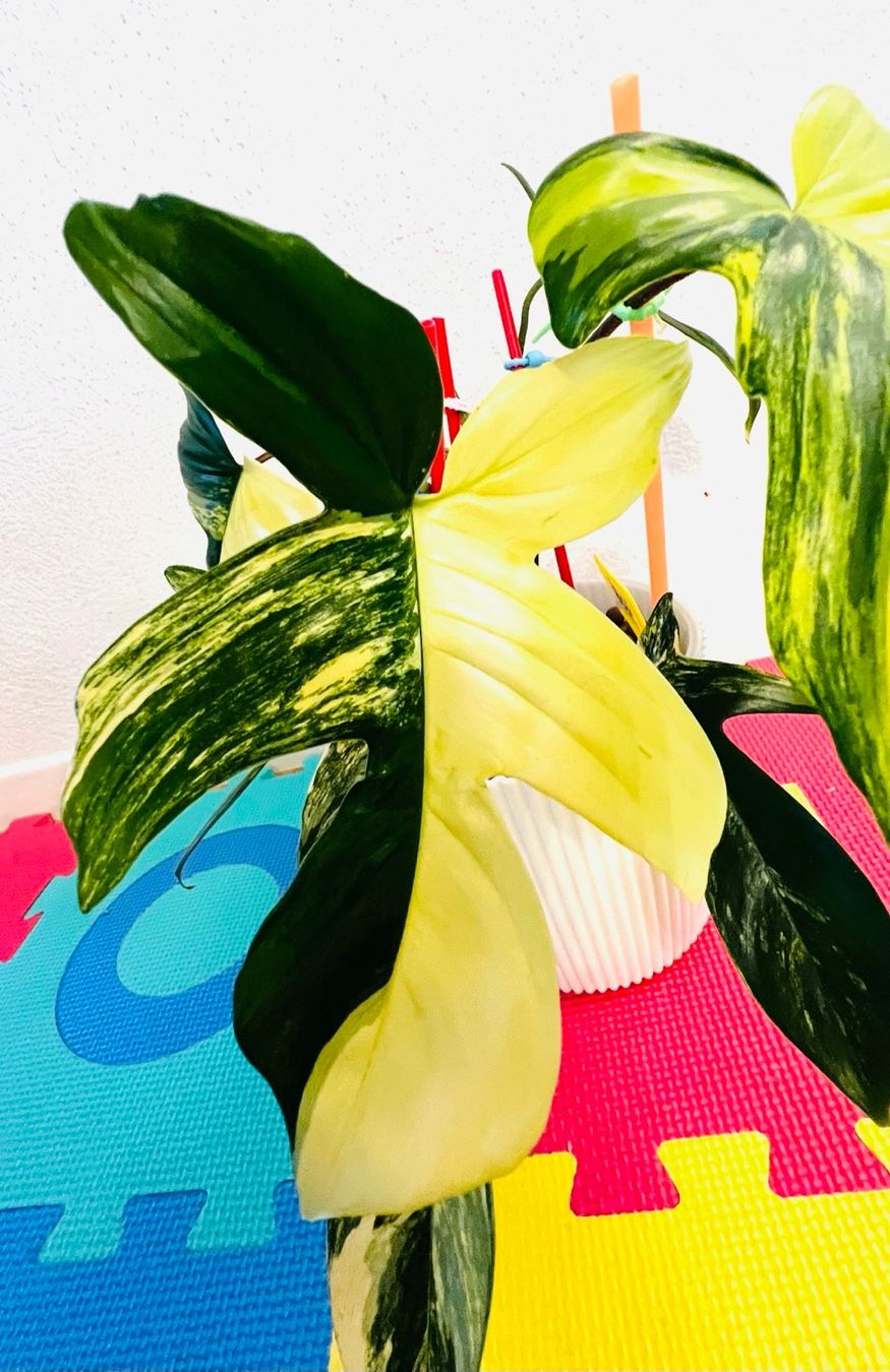 Pflanzen & Samen: Florida Beauty variegated – Gebraucht aus Zofingen von Erfolg1957 4