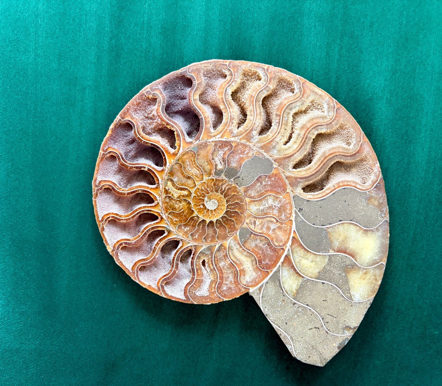 Fossili: Ammonit versteinert 19x16 cm – Nuovo (secondo la descrizione) da Adliswil venduto da Moroz173 1