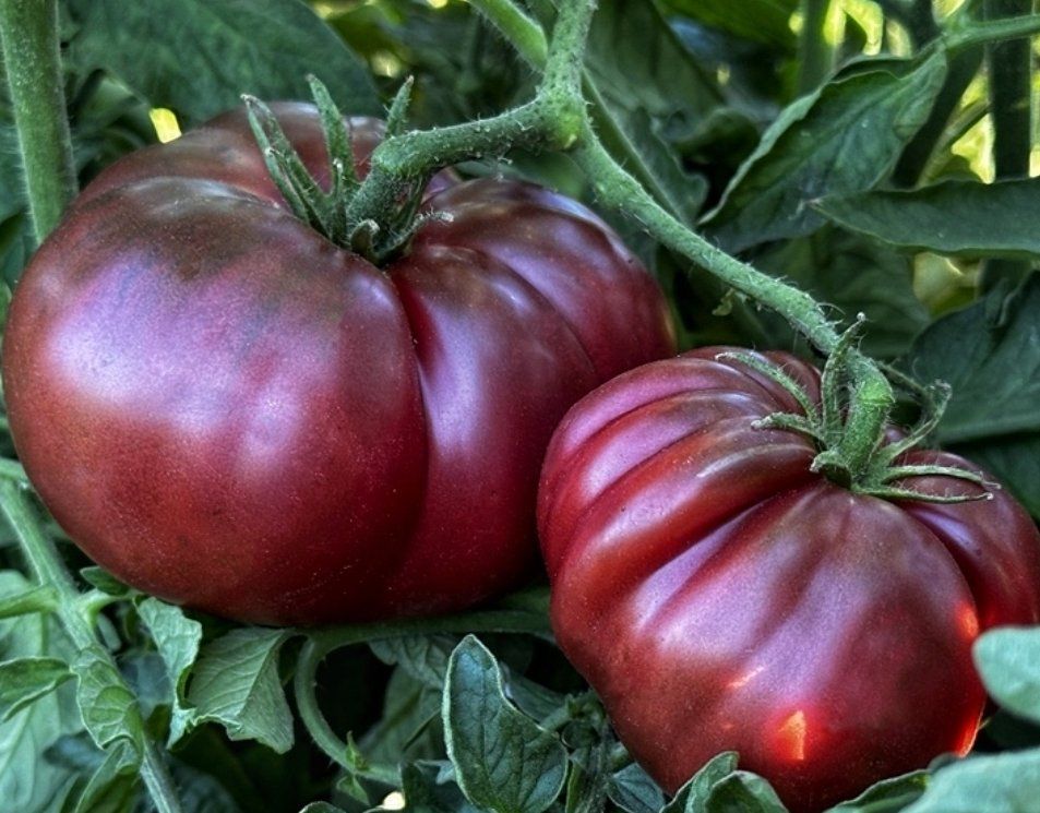Plantes & graines: “NOIRE DE CRIMÈE”  30 SAMEN TOMATE‪ – Neuf avec emballage d'origine à Rovio par POSITIFFARTandPLANTS 5